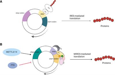 CircRNA-Encoded Peptides or Proteins as New Players in Digestive System Neoplasms